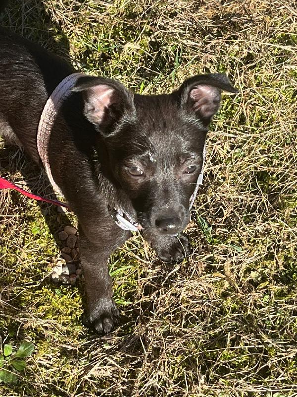 PERLA Adottami a tuo rischio e pericolo (di innamorarti follemente)! 🌹🥰 Foto 5